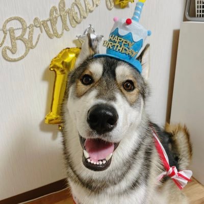 ガーベリアンシェプスキーの承太郎♂🐶🎂2022.05.31🎂成長記録🫰🏻💗無言フォロー失礼いたします🤝(husky × shepherd) インスタもあります🤍🏹 ̖́-