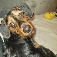 Rodney (@mcribble1) 's Twitter Profile Photo