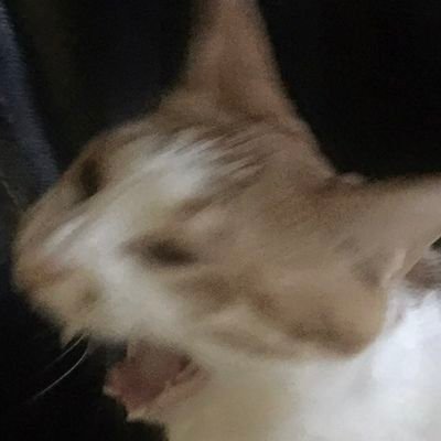 d0nkachuさんのプロフィール画像