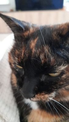 mariabiancani's profile picture. 