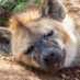 MOVED !! (@acethehyena) Twitter profile photo MOVED !! (@acethehyena) Twitter profile photo