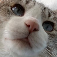れむりる (@remril) 's Twitter Profile