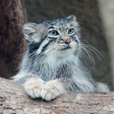 猻友會募集中—これはマヌルネコです