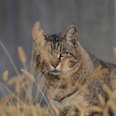 食肉目ネコ科ネコ属に分類されるリビアヤマネコを祖先とする家畜化されたイエネコ（Felis silvestris catus）の対馬個体群
対馬にのみ分布