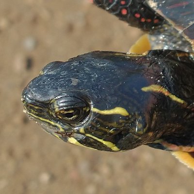 JuanTickle's profile picture. 