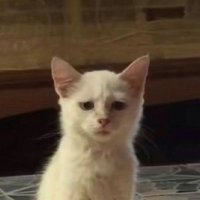 vanav (@konbuoui_) 's Twitter Profile