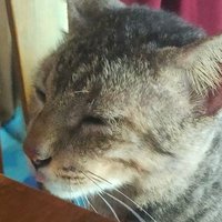 Entahlah (@bunnyeunkook2) 's Twitter Profile