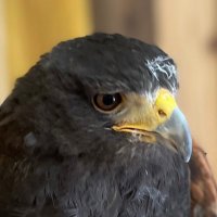 あるがりあ (@algerialanfun) 's Twitter Profile
