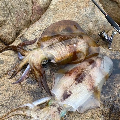 今年から魚釣りをはじめました。