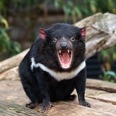 opal2718's profile picture. 