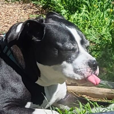inu_spike Profile
