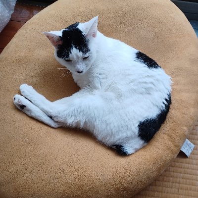 ゲームと猫が好きです。
猫を飼っています。
高校生ですがよろしくお願いします。