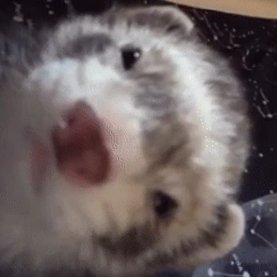 Cool_fish231's profile picture. I'm CoolFish!! or stouty, whatever youd prefer really! 18 ask for discord in dms pls