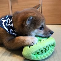 長崎🦀 (@712nagasak1) 's Twitter Profile Photo 長崎🦀 (@712nagasak1) 's Twitter Profile Photo