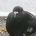 鳩䞞 (@hato_atre_) Twitter profile photo 鳩䞞 (@hato_atre_) Twitter profile photo