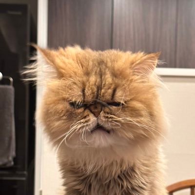 shokokataoka's profile picture. 🐈🐈🐈