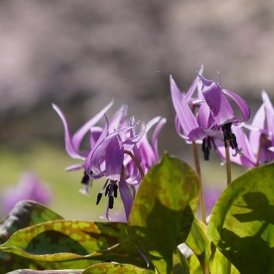 I am  artist and photographer taking photos of wildflowers and landscapes in Japan.
Please see the link below for more information about artworks.