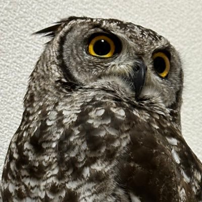 ⚠️猛禽類注意⚠️フクロウのテナ(♂？)とネル(♂)のアカウント。フクロウメイン時々文鳥🕊とヘビ🐍と猫🐱も出てくる 飼い主2人で運営しています🤗❌無断転載❌