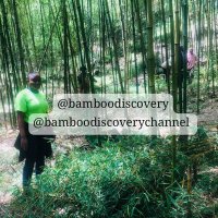 🎍🎍Bamboo Discovery Channel 🎍🎍(@BambooDiscovery) 's Twitter Profile Photo