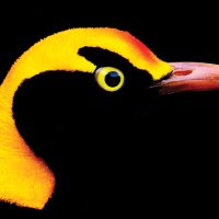 Flink (@drflinky) 's Twitter Profile