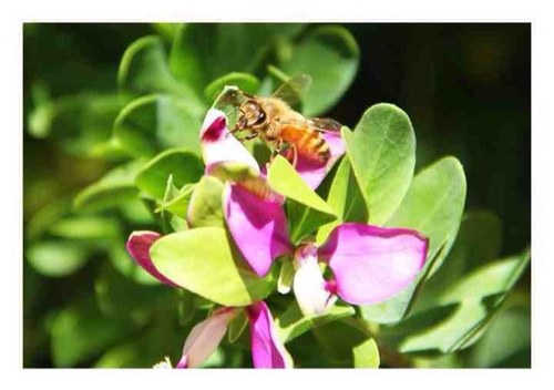 angelachicken's profile picture. 