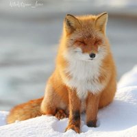 Fox Lovers🦊(@Fox_loversUSA) 's Twitter Profile Photo