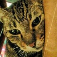 りょう (@maaayaa666) 's Twitter Profile