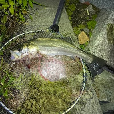 宮城県 釣り好き人間 釣りなら何でもやります🤣