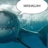 Ammar Assem (@assemammar5) Twitter profile photo