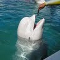 ほんだし (@hshin0701) 's Twitter Profile