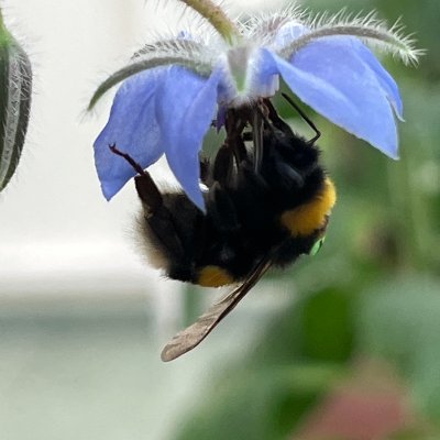 INsect Sensory Ecology and CogniTion (INSECT) lab at @Zoology_SU @Stockholms_univ