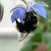 INSECT Lab SU (@insectlab_su) Twitter profile photo INSECT Lab SU (@insectlab_su) Twitter profile photo