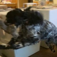 センス0のLumine(休止中) (@w1norlearn) 's Twitter Profile