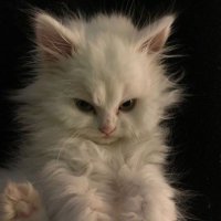 กอกอเอง | หนูไหน ·͜·♡ (@niko__20) 's Twitter Profile Photo