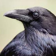 Love to love the crow, but maybe they don't love me?