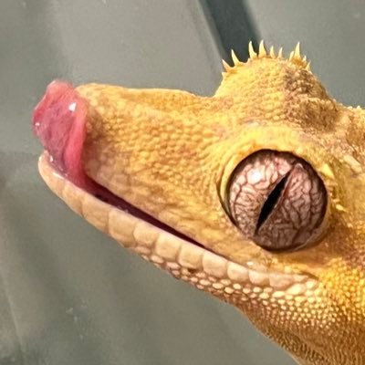 _tail_island's profile picture. 爬虫類、クレステッドゲッコー、アニメ、ソシャゲ、ウマ娘、にゃんこ大戦争…etc