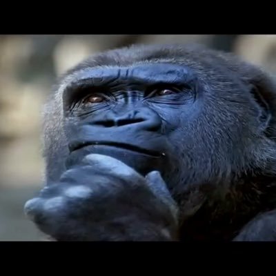 CONTEMPLATIVE  APE