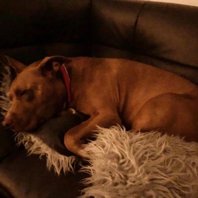 david3_melon's profile picture. dog lover