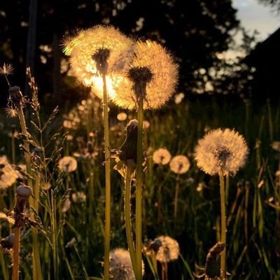 kitabee1754420's profile picture. 