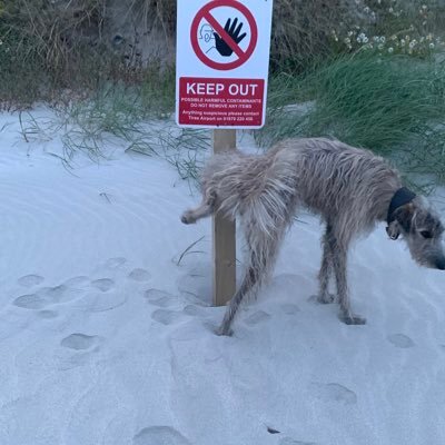 goodier_rich's profile picture. Jabby Dodger