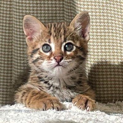 afuniel_0602's profile picture. Vin💗필릭스❤️‍🔥