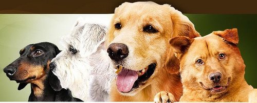 LindaMariconda's profile picture. Dog care info online is a fun and entertaining blog about dog care, dog grooming, healthy dog food, caring for your dog, Blue Buffalo Dog food, etc.