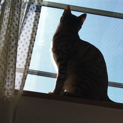 screamingmamis's profile picture. 好き→/Fリーグ（フットサル）・競技フットサル観戦/広島エフドゥ（元Fリーグdiv.2/2024-2025シーズンをもってFリーグ脱退）/猫/カープ/福田悠ファンクラブ会員番号2番/キジトラ男の子のルイと毎日遊んで（遊んでもらって？）ます🐈🐾