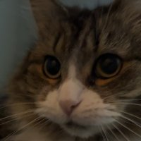 MikeConleyEra (@joshuawerner2nd) 's Twitter Profile