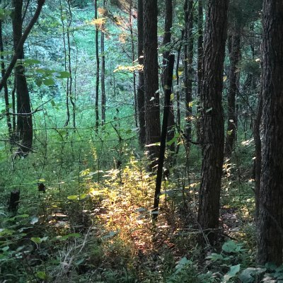 615HlndRmFrst's profile picture. From Radnor to Warner, Bells Bend to Beaman and beyond, the emerald crown that cradles Nashville all along its western border is Nashville's Highland Rim Forest