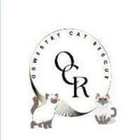 Oswestry Cat Rescue(@OswestryCat) 's Twitter Profile Photo