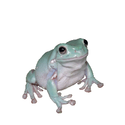 FrogsNSFW's profile picture. Lets be honest here, this is an account for me to upload smut and memes onto.