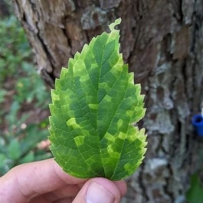 gebisys's profile picture. getElementById
