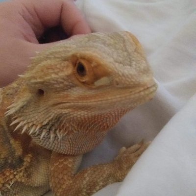 36 year old bearded dragon mama who finally found her prince ❤️😍