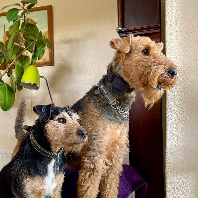 Ralf (Lakeland x Patterdale) and Margo (Airedale) living in the Gloucestershire village of Painswick and exploring the Cotswolds. Office dogs @pawandmore.